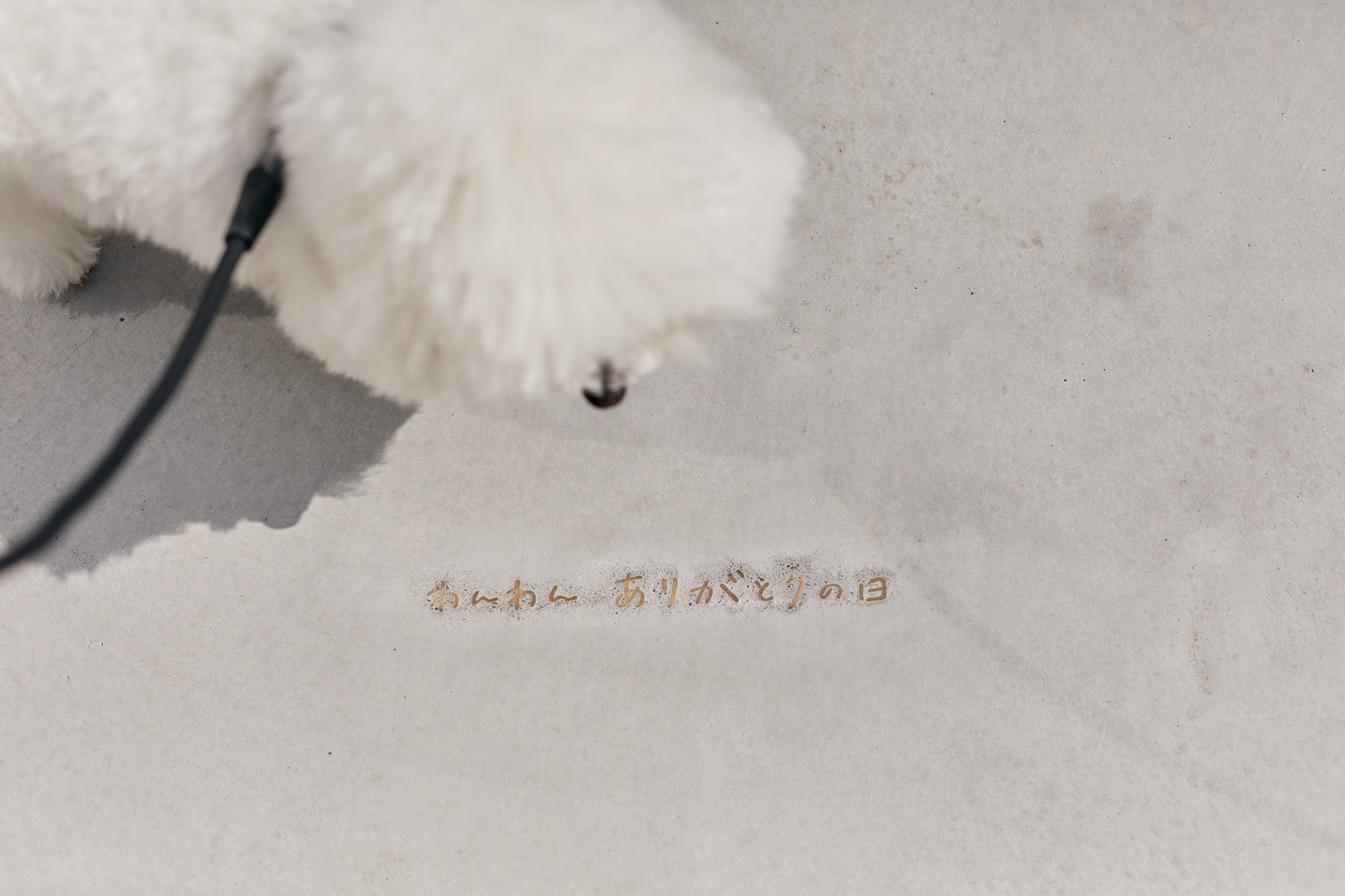 0q1a0062.jpg